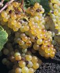 Ainia trabaja en el desarrollo de un sistema inteligente capaz de supervisar en tiempo real los cultivos de uva de vinificación