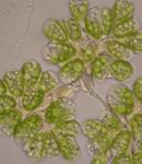 Investigadores almerienses desarrollan un método de modificación de una microalga autóctona para producir biodiésel