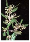 El polen del olivo, junto con el de gramíneas, ha sido reconocido como uno de los más alergógenos en la Europa mediterránea