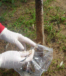 Alperujo y arcillas para limpiar suelos afectados por plaguicidas