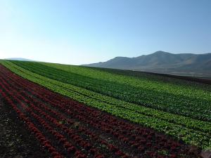 Agricultura divulga la experiencia acumulada en Producción Ecológica