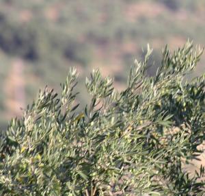 Agroseguro estima indemnizaciones de 6,5 millones de euros por los daños en la cosecha del olivar
