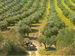 Aguilera resalta el papel estratégico del sector del olivar ante la futura reforma de la Política Agrícola Común