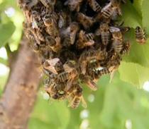 Apicultores de la UE apoyan una propuesta parlamentaria para salvar a las abejas