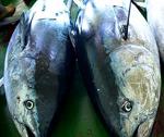 Apoyo unánime del sector pesquero afectado por la reducción en capturas de atún a las reivindicaciones de la Junta