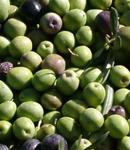 Actividad antimicrobiana del aceite de oliva y las aceitunas de mesa