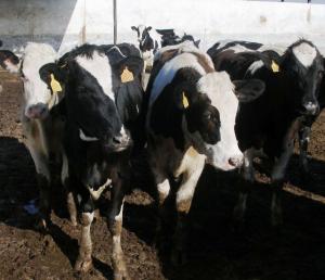 El Gobierno cambia los requisitos para los test de detección de "vacas locas"
