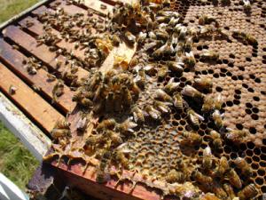 El MARM analiza con las CC.AA. y el sector apícola la aplicación del Programa Nacional de ayudas a la apicultura
