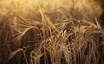El MARM ha analizado con representantes del sector ovino y caprino la situación del mercado de cereales y el contenido de futur