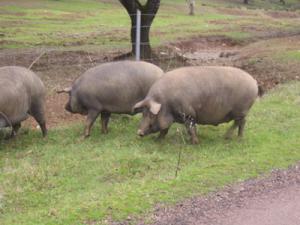 España amplía a 15.552 toneladas su solicitud para almacenar la carne de porcino
