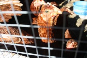 La CE da un ultimátum a España para que adapte la ley sobre las gallinas ponedoras