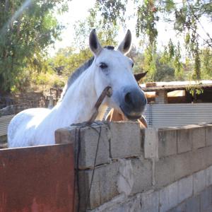 La crisis económica en España lleva al matadero a 5.000 caballos cada mes