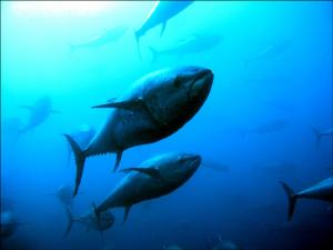 La flota de cerco y almadrabas destacan la abundancia de atún en esta campaña