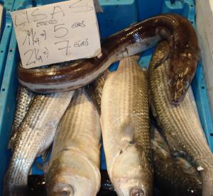 La producción pesquera en Golfo de Cádiz supera los 35 millones de euros