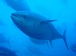 La Secretaría General del Mar procede al cierre definitivo de la pesquería de atún rojo en el Mediterráneo para el conjunto de 