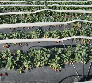 La superficie dedicada al cultivo de la fresa aumenta un 2% en la campaña 2011/2012