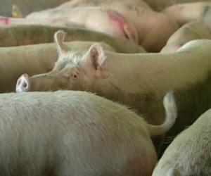 La UE analizará la crisis del sector porcino tras el problema de las dioxinas