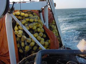 La UE llega a un acuerdo sobre la reforma de la política pesquera comunitaria