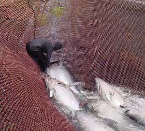 Las almadrabas gaditanas inician la campaña con la recogida de más de 200 atunes