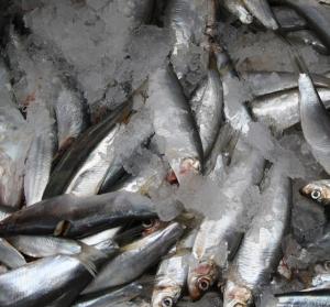 Las CCAA piden aplazar cinco años los objetivos de la reforma pesquera de la UE