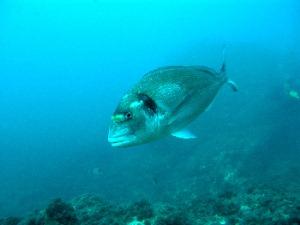 Los acuicultores españoles afirman que su pescado está libre de "anisakis"