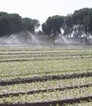 Un sistema calcula el agua exacta que necesita un cultivo para lograr el ahorro en el riego