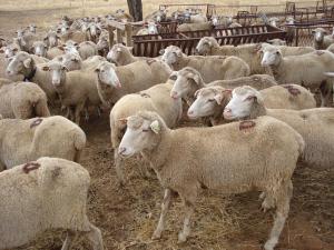 UPA achaca la caída del censo de ovino al bajo precio de sus producciones