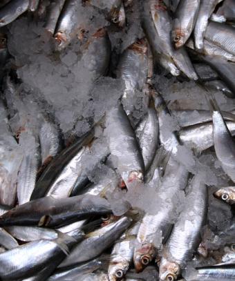 Las pescaderías registran una caída del 10 % en el empleo