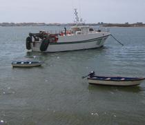 Acuerdan la parada de arrastre en el Golfo de Cádiz para preservar el caladero
