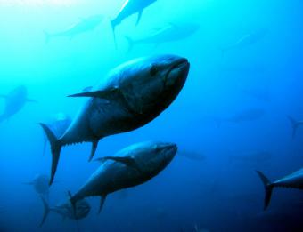 Acuerdo de mínimos para reducir un 4% la pesca de atún rojo en el Atlántico