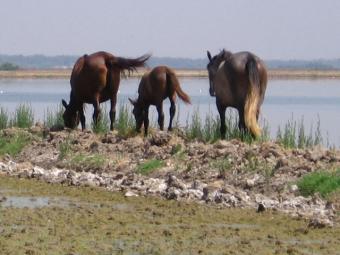 Agricultura detecta el virus de la Fiebre del Nilo Occidental en un caballo en Cádiz