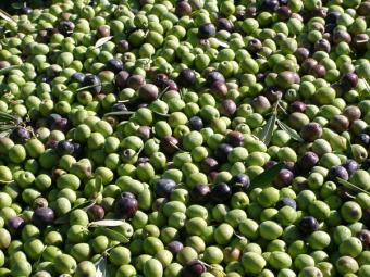 Agricultura entrega a Hojiblanca 2,3 millones para una planta de clasificado de aceituna