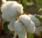 Agricultura estima una producción de 171.000 toneladas de algodón