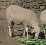 Agricultura explica en Marruecos los protocolos andaluces en Sanidad Animal de Ganado Ovino y Caprino