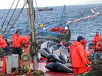 Agricultura reclamará a Bruselas compensaciones económicas para hacer frente al recorte en las capturas de atún rojo