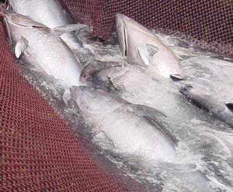 Aguilar expone almadraberos sus gestiones para aumentar la cuota de atún rojo