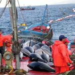 Aguilera confía en consensuar con el MARM la reasignación de cuotas de atún durante la segunda semana de enero