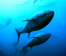 Aguilera pide al MARM que la cuota de atún se aumente al menos en 300 toneladas en 2011