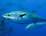 Aguilera reclama al comisario europeo de Pesca que no haya más reducciones en las cuotas de captura de atún rojo