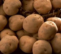 Alemania y los Países Bajos acaparan las exportaciones de patata temprana de Andalucía