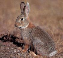 Andalucía contará a finales de 2010 con un plan de gestión integrada para la protección del conejo