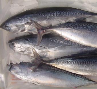 Andalucía promociona sus productos pesqueros en la ‘Mediterranean Seafood’ de Italia