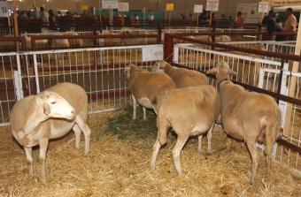 Aprobadas las reglamentaciones específicas de los Libros Genealógicos de la Raza bovina Cárdena andaluza y de las razas ovinas 
