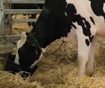 Aprobadas nuevas ayudas para el fomento de la mejora integral de la calidad de la leche