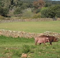 Aprobado un Real Decreto por el que se modifica la normativa reguladora en materia de explotaciones porcinas extensivas