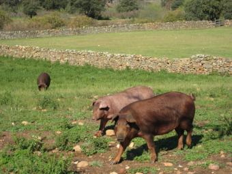 Asaja alerta de la desaparición del 60% de la cabaña de cerdo ibérico en las zonas productoras
