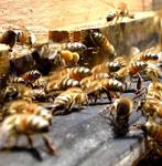 ASAJA-Almería se reúne con apicultores para informar sobre las ayudas del programa apícola nacional