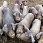 COAG denuncia la "insostenible" situación de impago del porcino ibérico