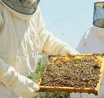 COAG solicita al MARM que reconozca la apicultura como empleo verde