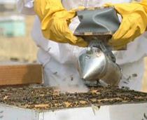 COAG valora el aumento de ayudas europeas a la apicultura y reclama "transparencia"